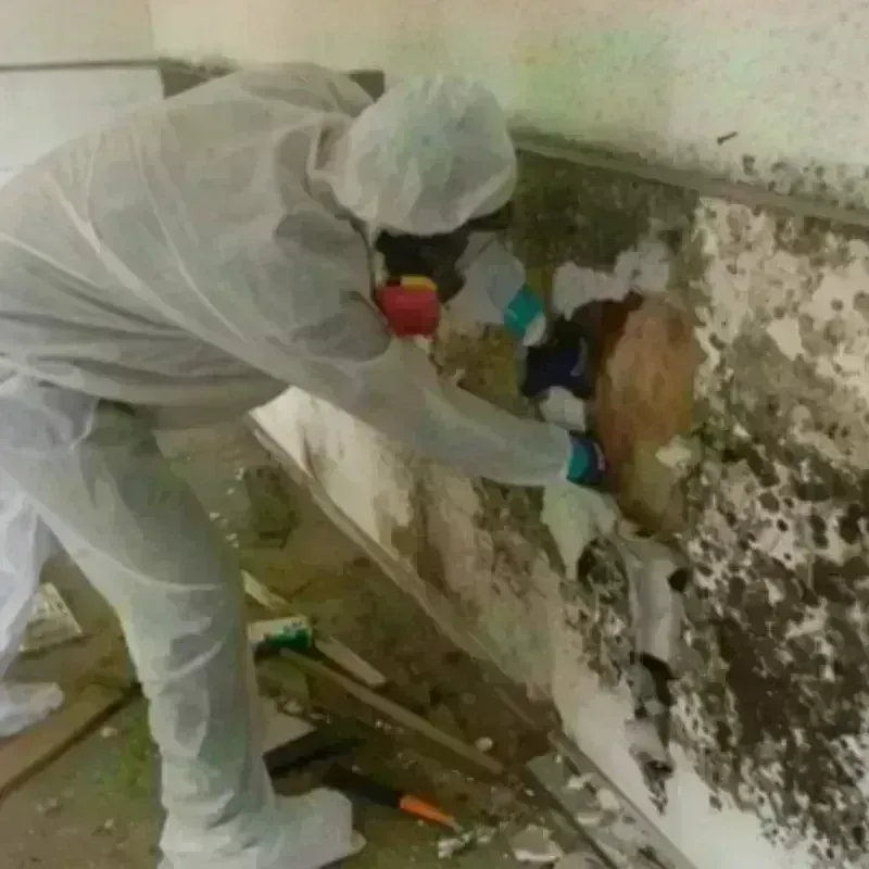 Mold Remediation and Removal in Dannemora, NY